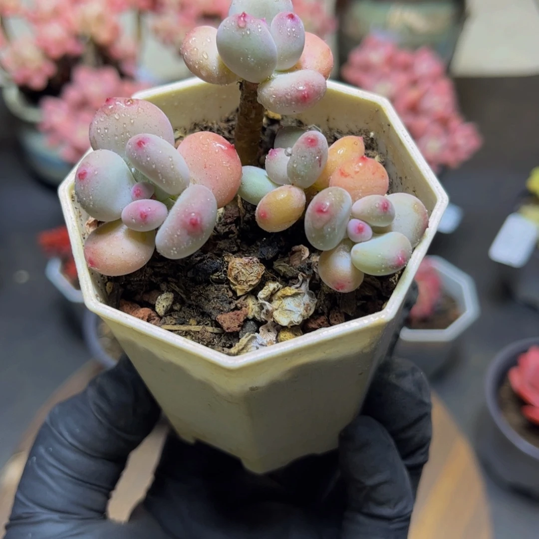 146四代苹果奶（不包整）