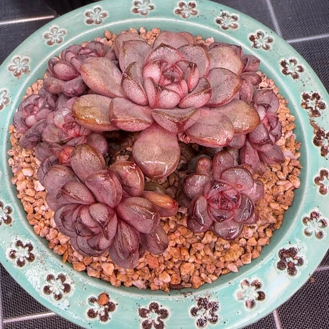 从前慢花园精选多肉葡萄小