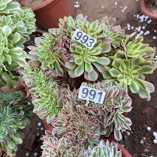 春***开多肉植物两个993.991