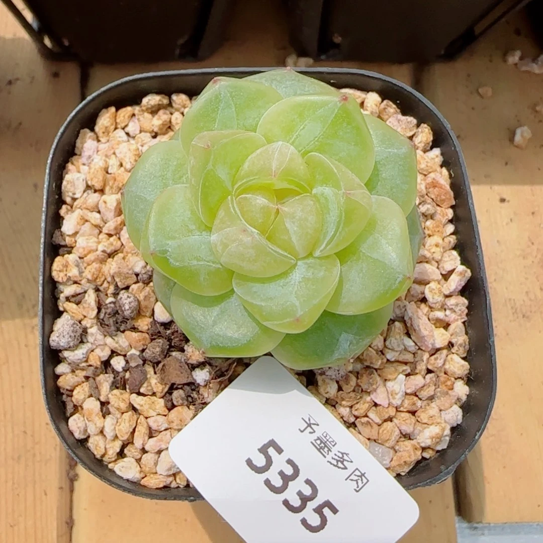 恋人系列，5335多肉植物