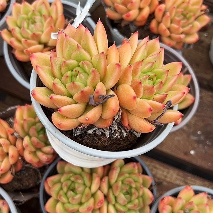 双头       星空  珍妮