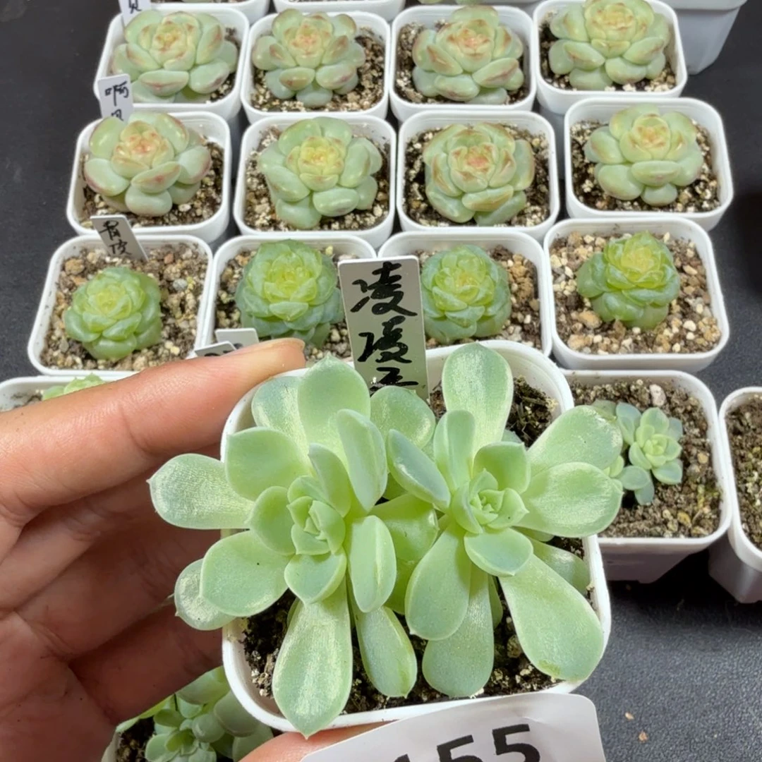 双头凌凌香一物一拍155