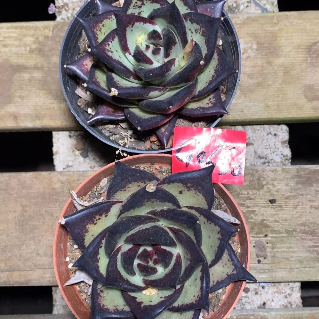 用****2多肉植物多肉植物0656