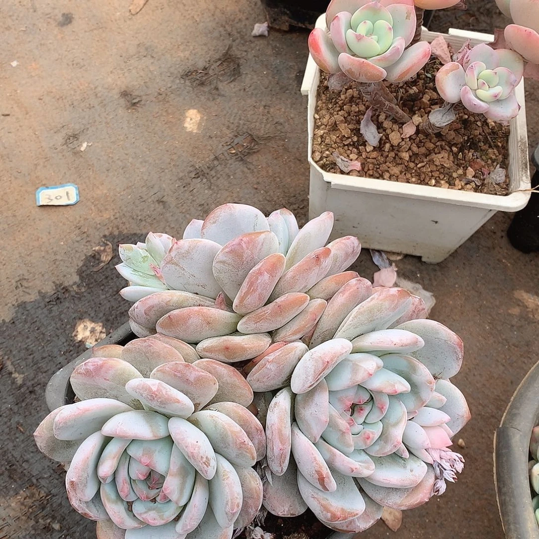 298橙子一物一拍多肉