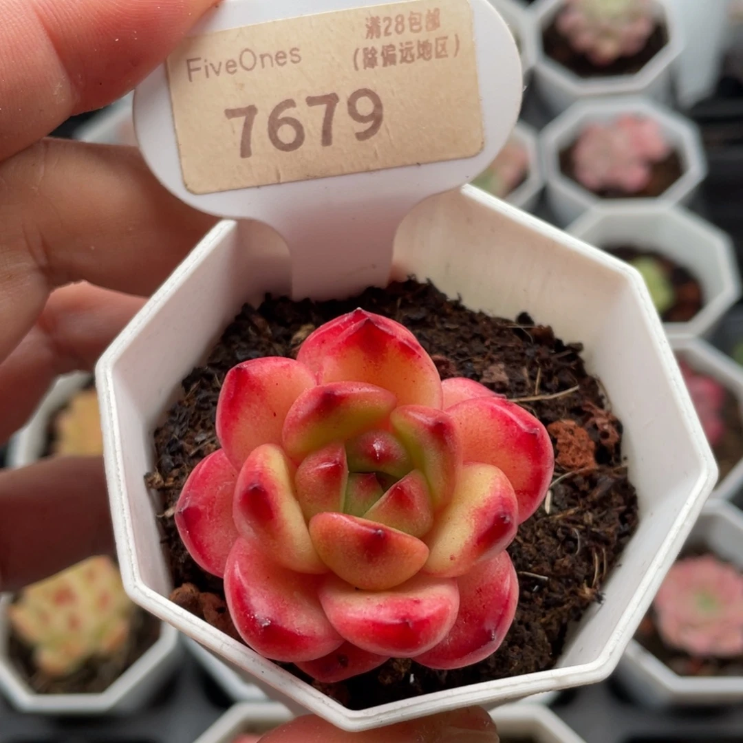 Tm单头7679-4厘米