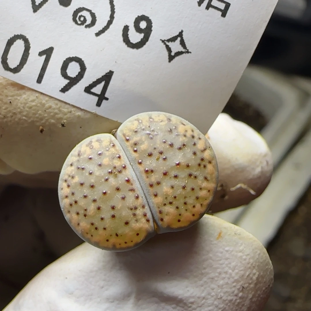 0194。默认脱土。18包邮。偏远88包邮