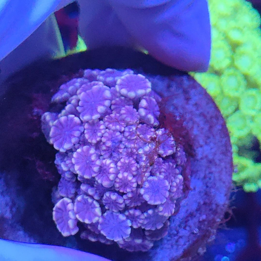 珊瑚不支持退货不到付不包邮接受下单