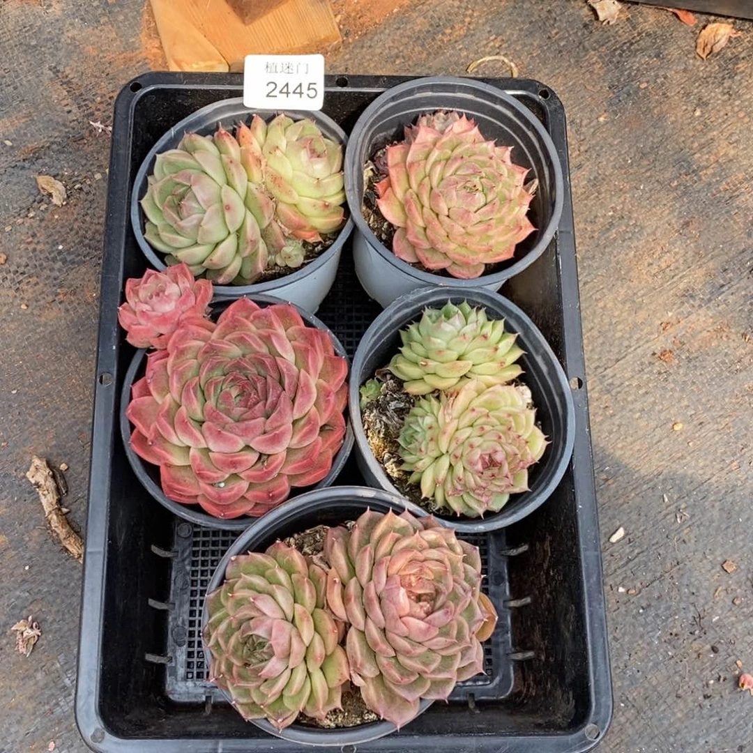 不****调不包整散掉头2445