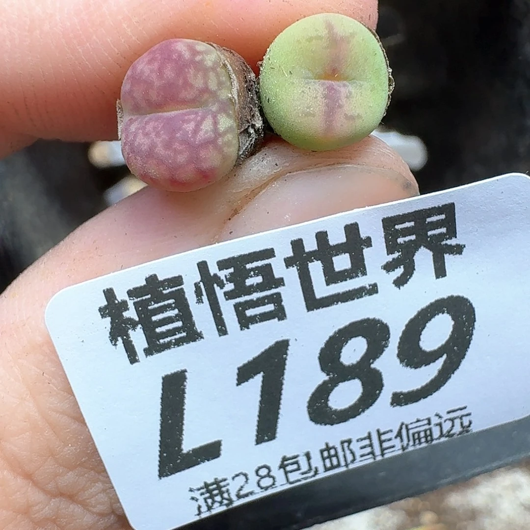 多肉植物的润泽和