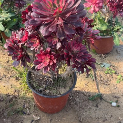 4-99香奶奶多肉植物