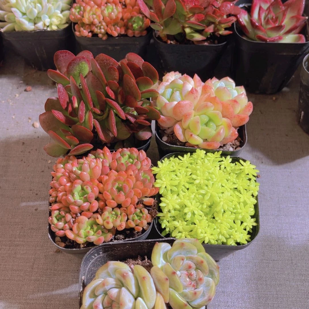 闪购套餐多肉植物