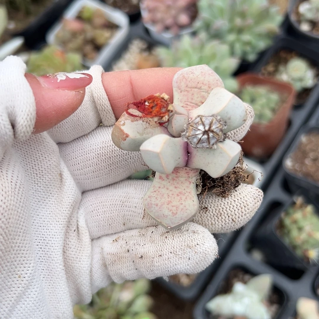 多肉植物多肉植物