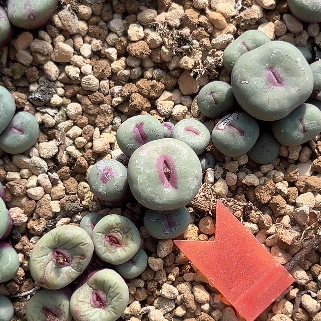 多肉植物满58包邮