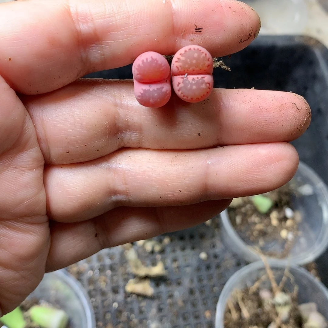 稻*K355多肉植物保护