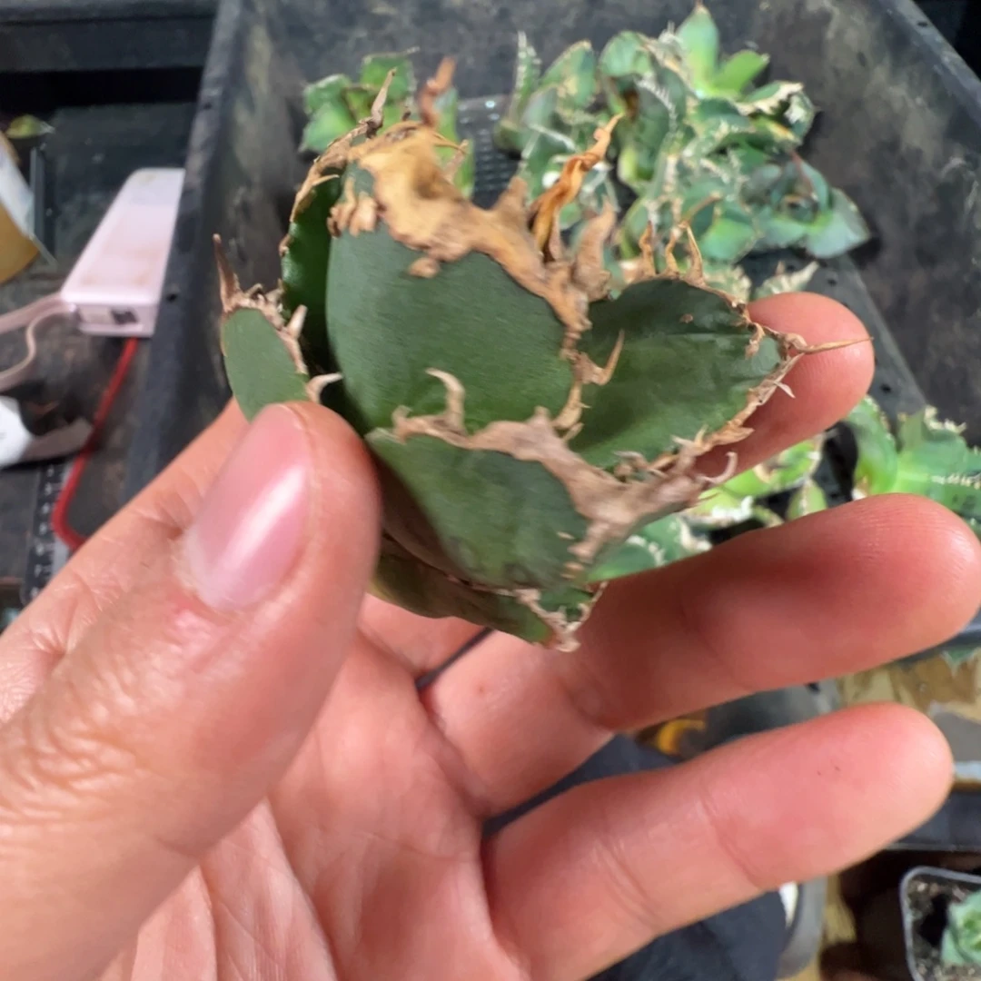 大大大大大芽子大大