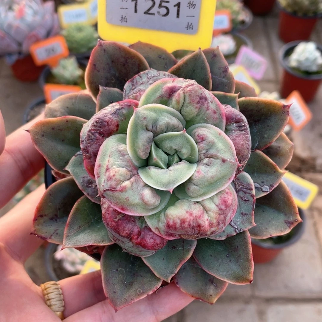 【闪购商品】1251号