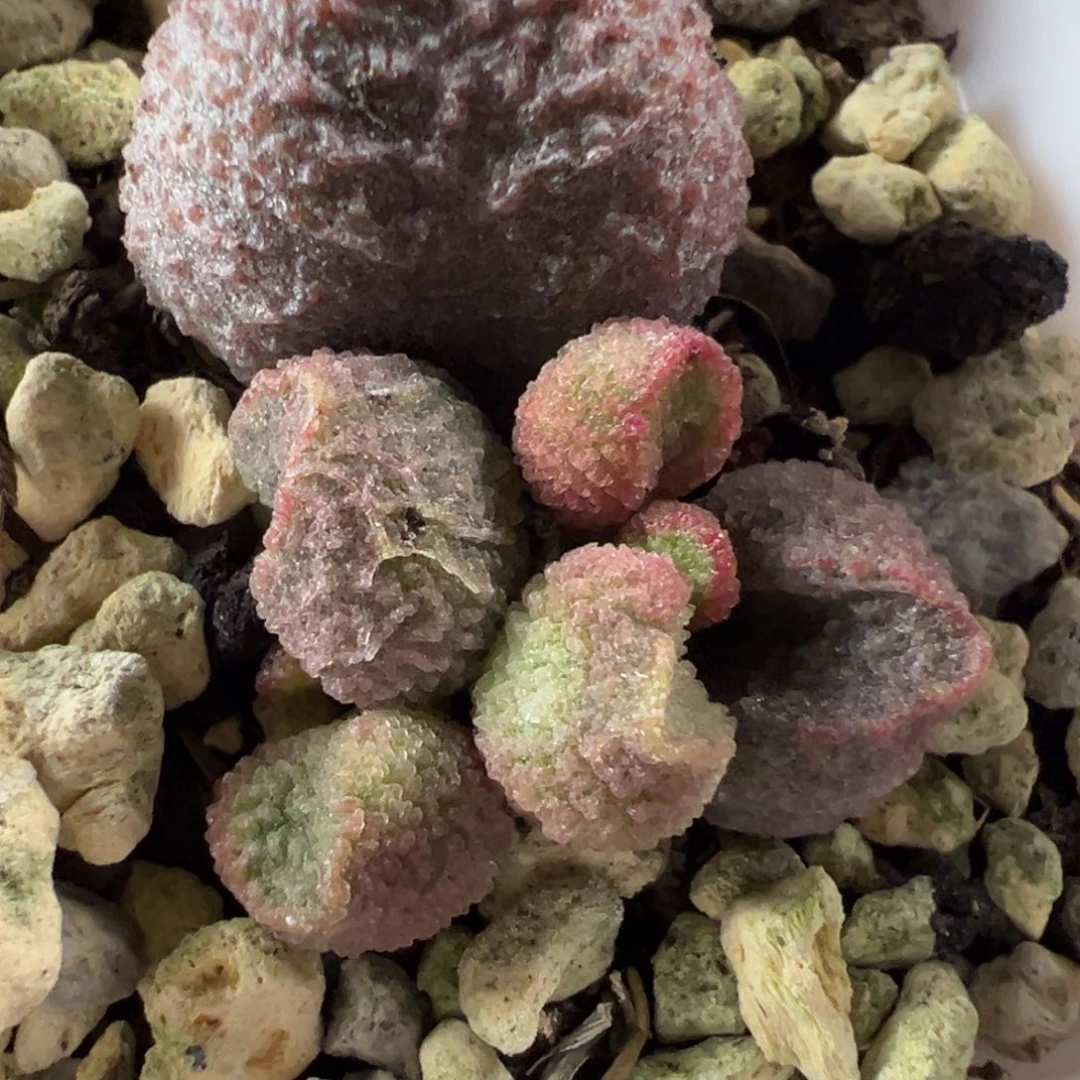 水蜜桃水泡多肉植物水泡