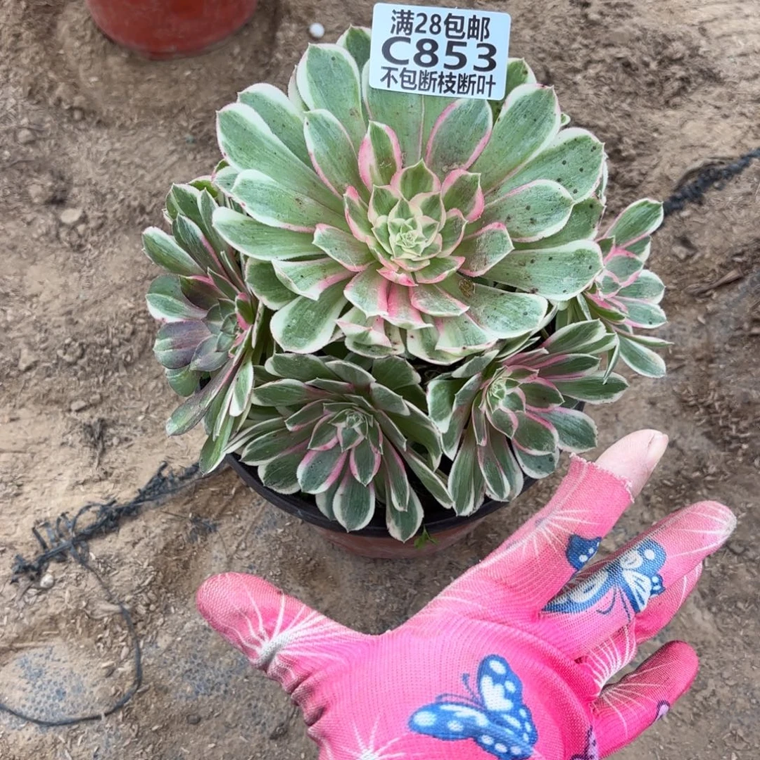 N. 853孔雀翎多肉1，cade