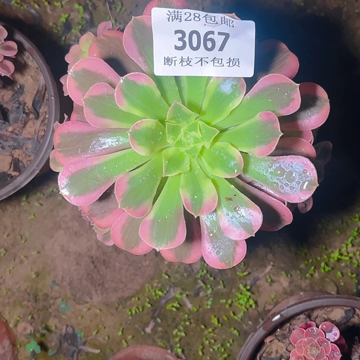 3067美杜莎多肉植物