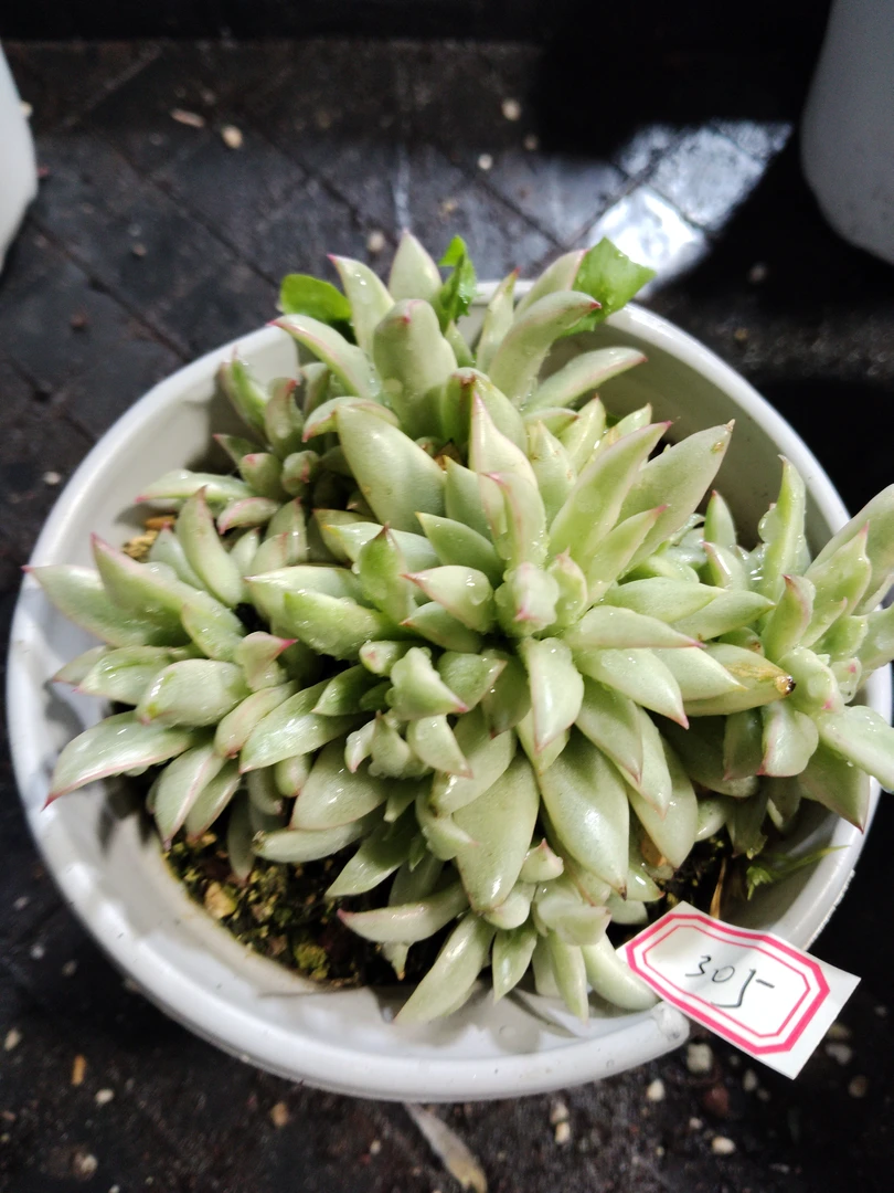 非偏远18包邮  一物一拍  11厘米盆 A305黄金雨锦群