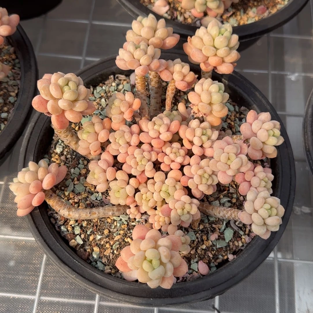 从前慢花园精选鱼子酱