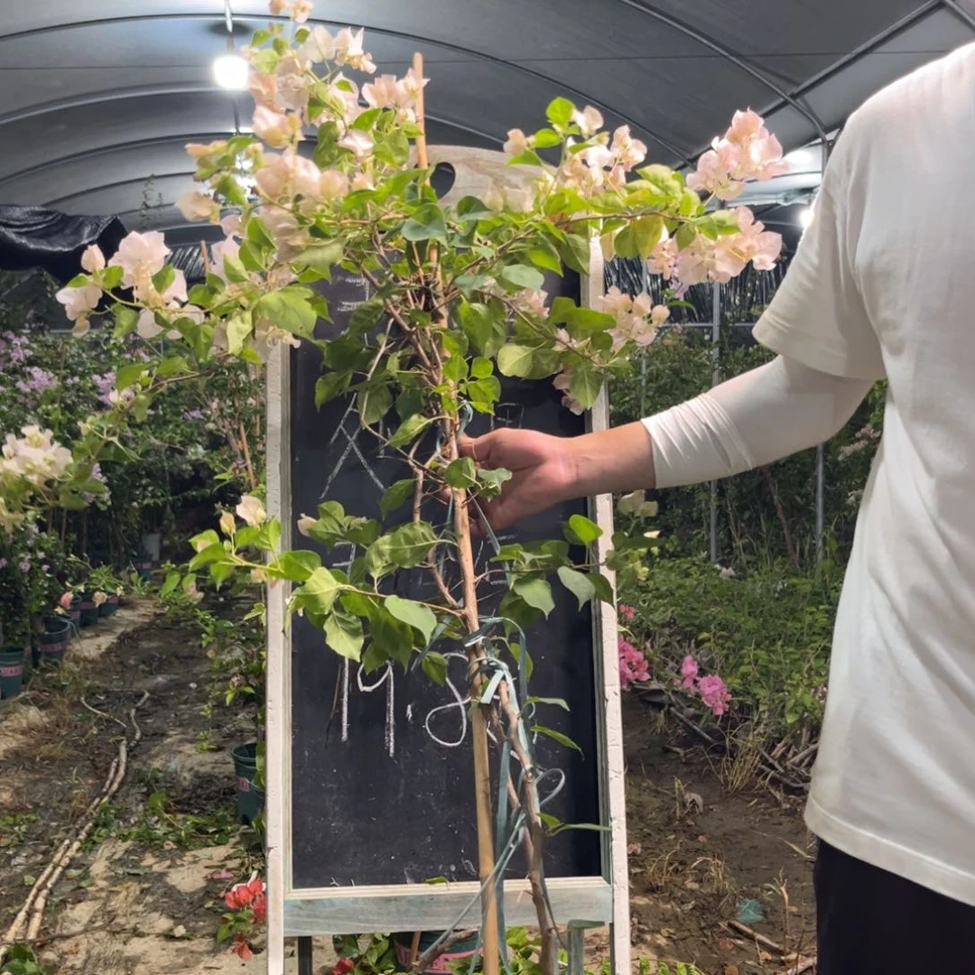 无花朵三角梅三角梅810
