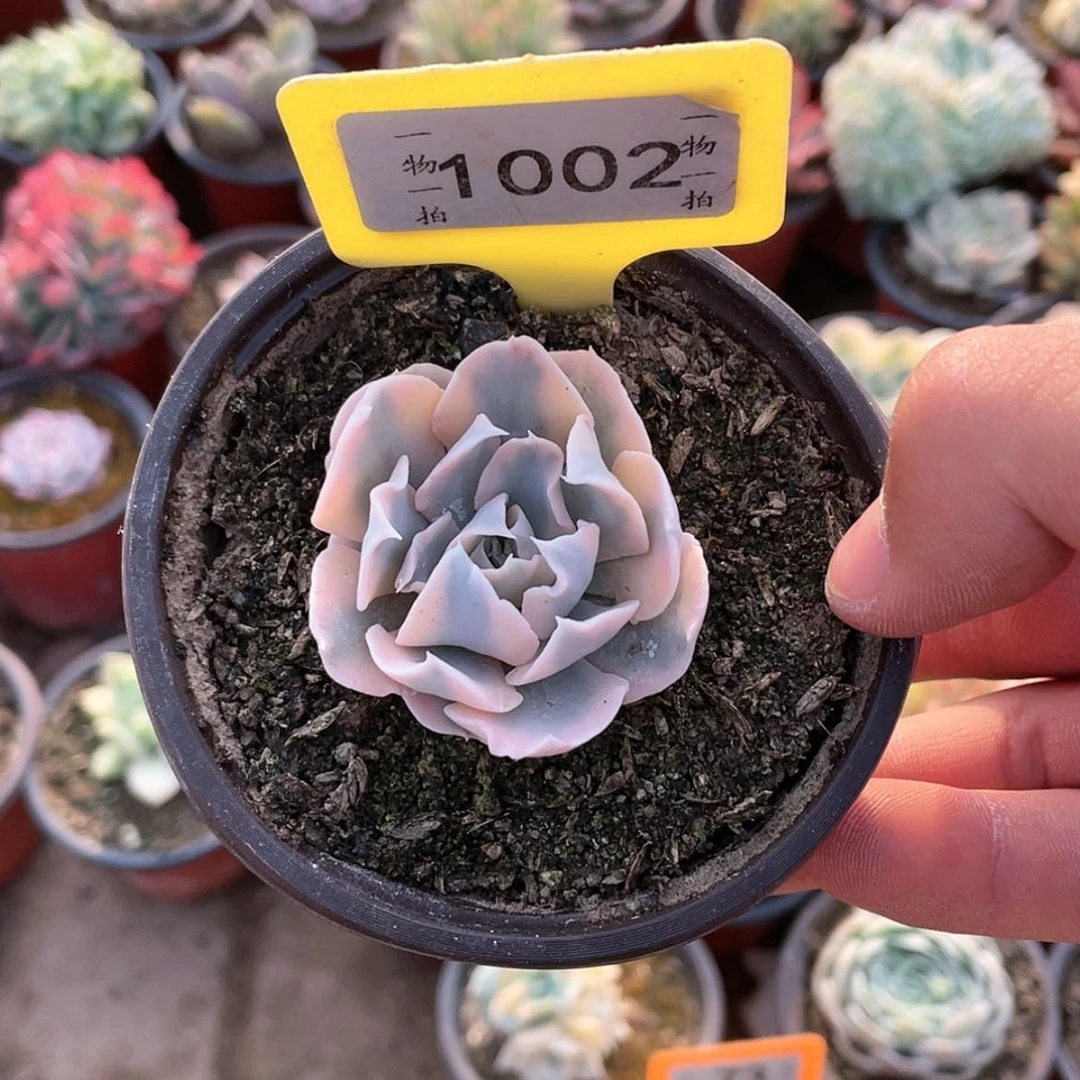 【闪购商品】K****.1002号