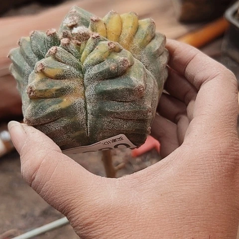 867无根无根无根的小