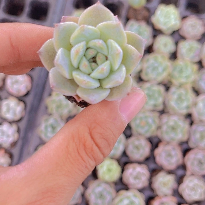 精品冰魄多肉植物