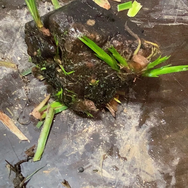 王***法无花朵石菖蒲在这段