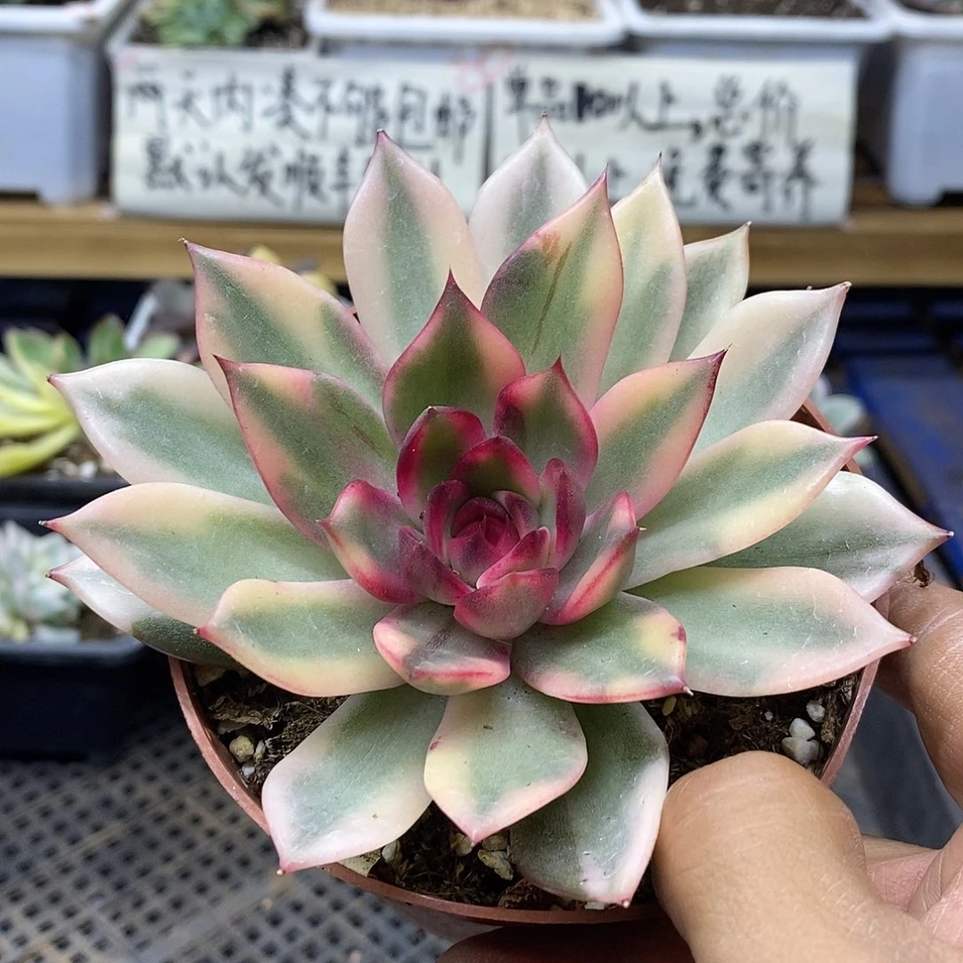 21115 火焰山覆轮锦