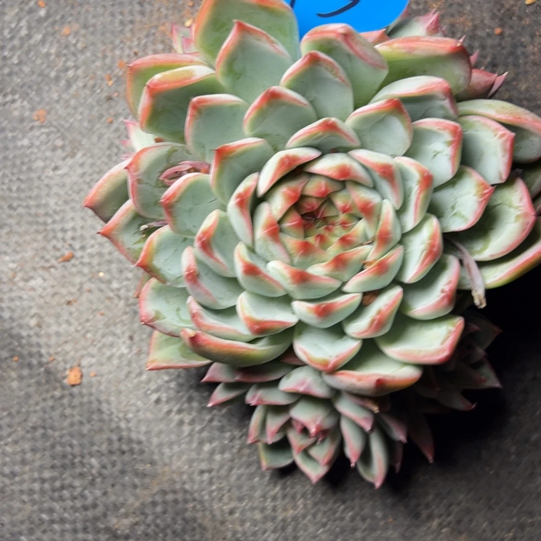 45号蓝雨杂吉娃娃多肉植物68