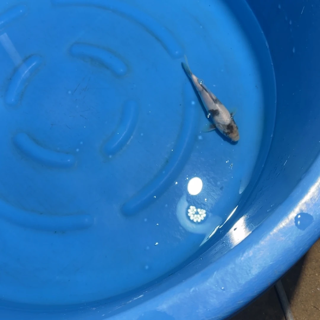 鲤科类公母搭配10-70不支持退换