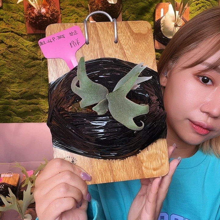 不开花植物玉女。