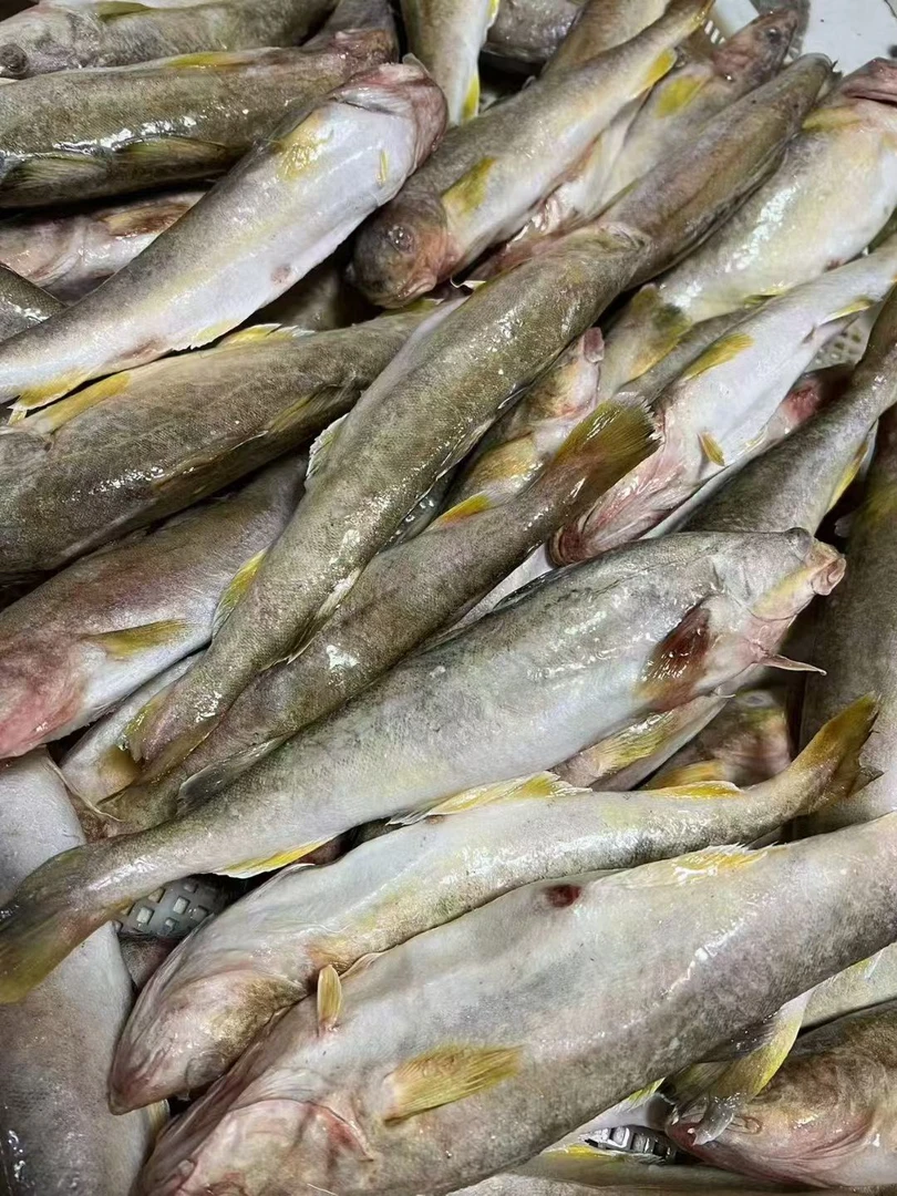 【顺丰包邮】俄罗斯进口野生宽突鳕鱼（黄鳕鱼）4.5±