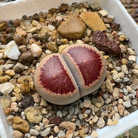 3758，菊红窗全窗带盆土发货