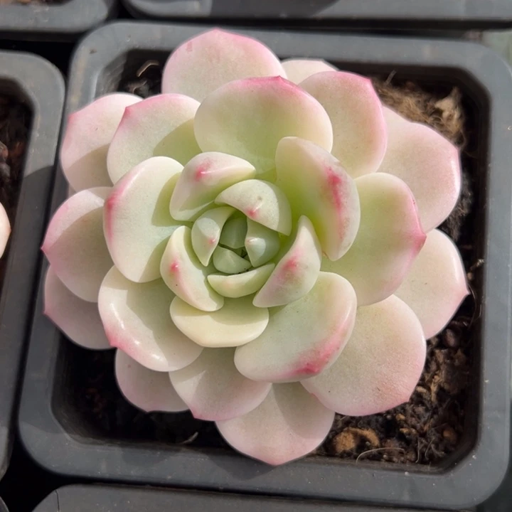 香草锦一物一拍锦龙