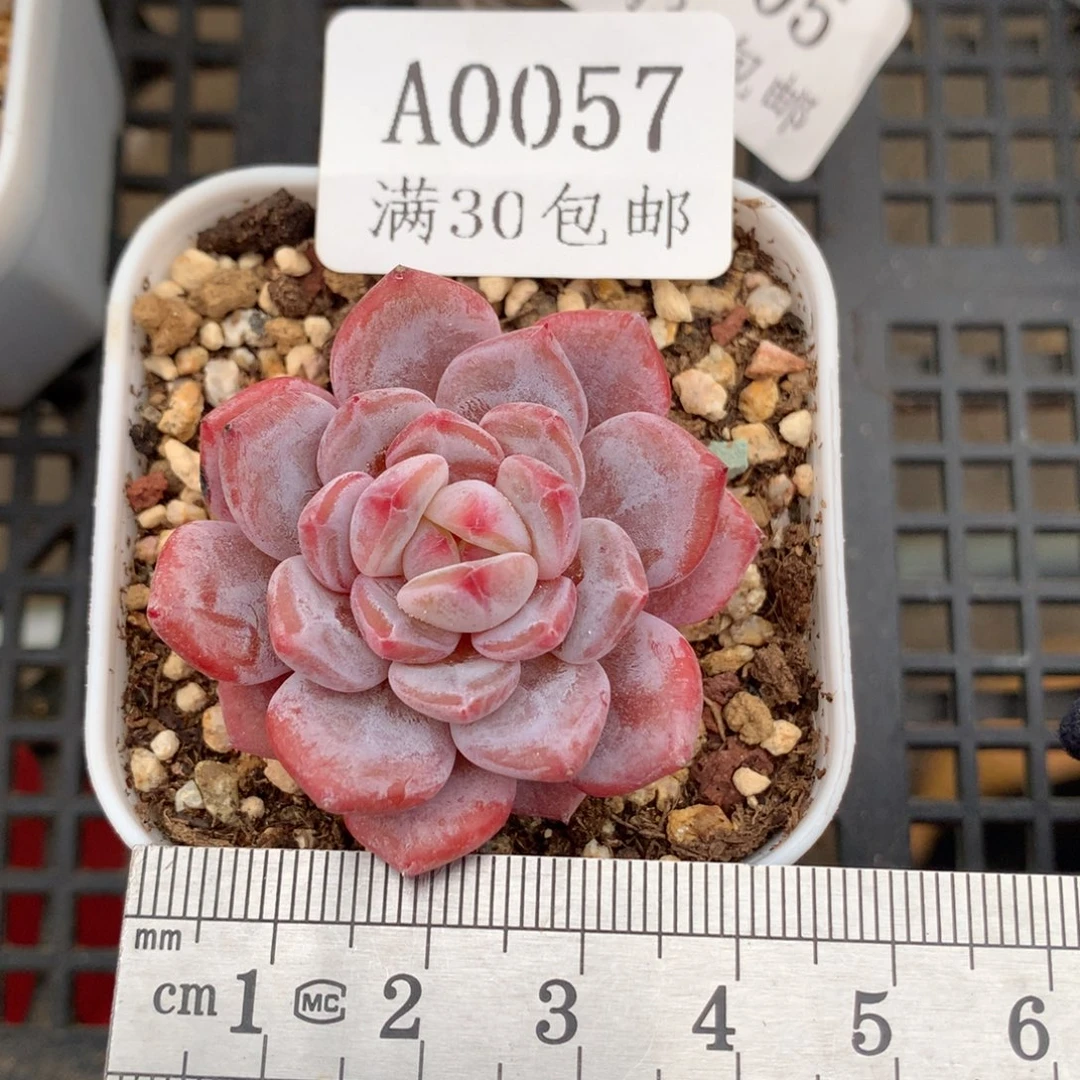 57单头玉芙蓉冠服4