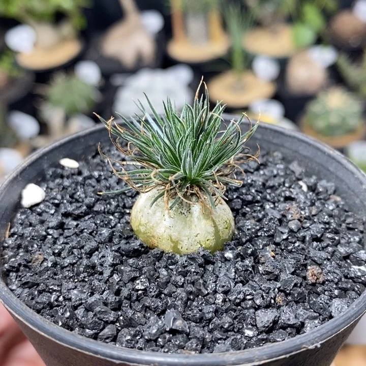 实生迷你海葱1074号2cm