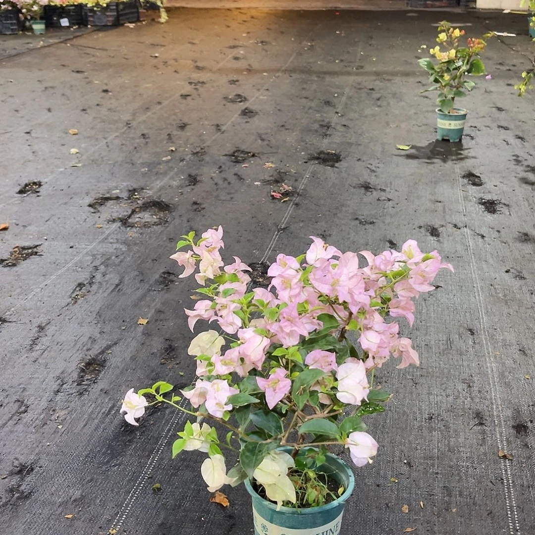 完全开放丽娜掌中宝一颗