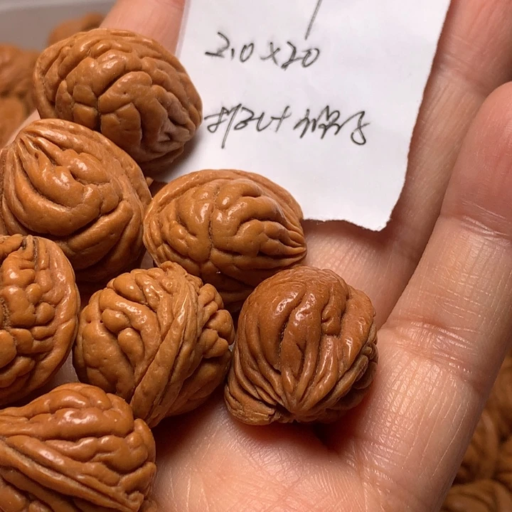 野生龙纹桃核霸王龙