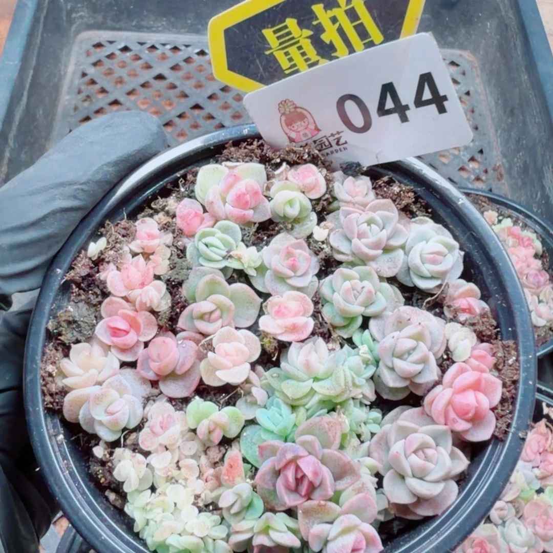 多肉植物多肉植物