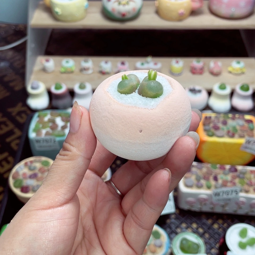 w7087盆微瑕带盆土发货一物一拍