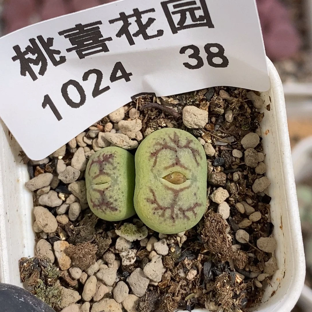 1024-38-杂交福利。