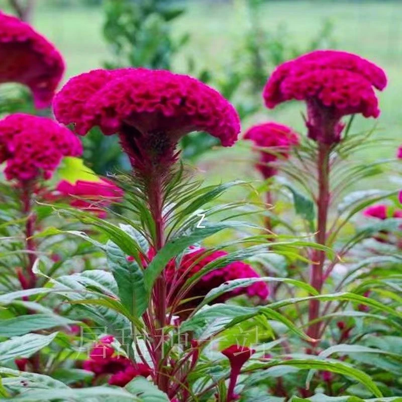 【开春种植】鸡冠花种子扇状观赏阳台庭院室外盆栽花种籽四季播种开