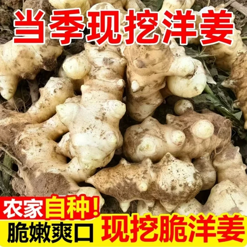 新鲜洋姜现挖野生鬼子姜不辣姜甜姜菊芋农家蔬菜酱菜白姜脆姜地姜