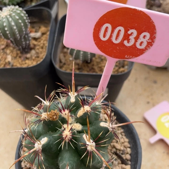 独****实生五彩大统领0038