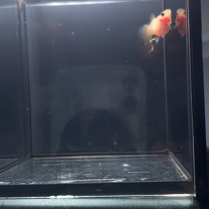 孔雀鱼幻彩球1对孔雀鱼