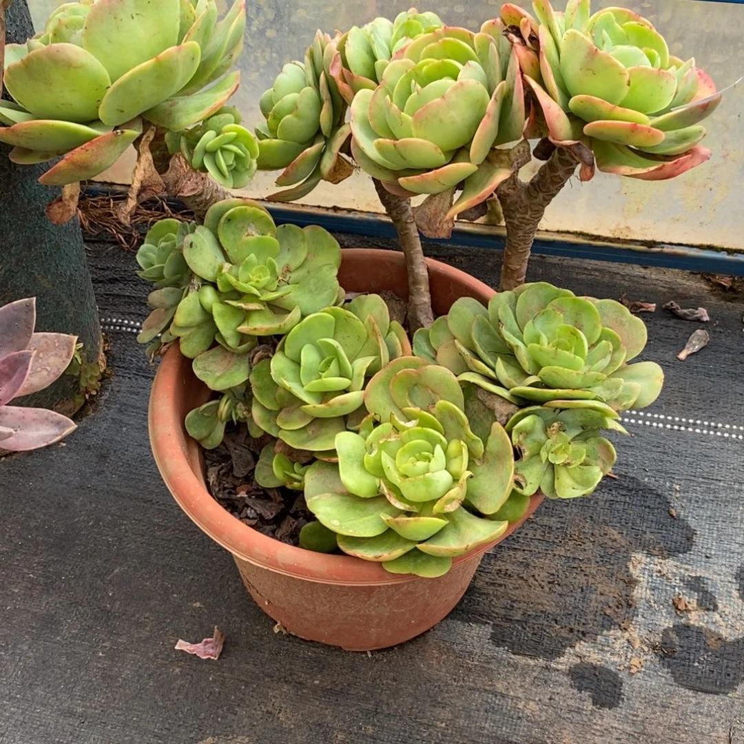 关***关4777碧桃老桩一物一拍