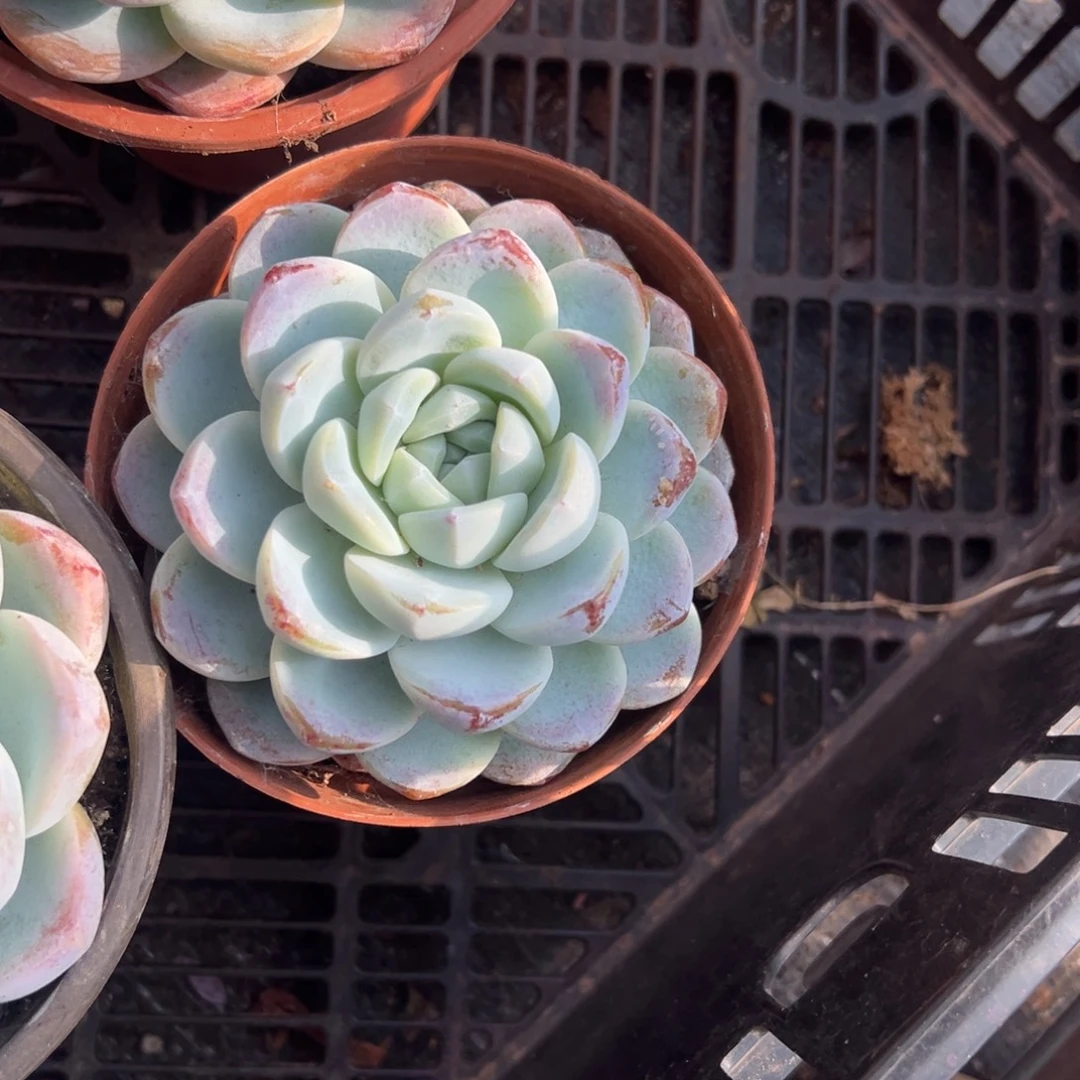 多肉植物单头冰玉